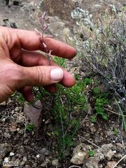 Trachyandra asperata