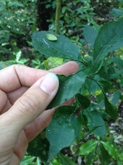 Aceria melicyti