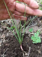 Trachyandra asperata