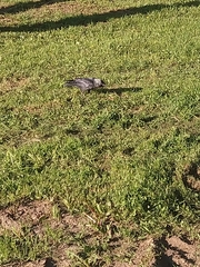 Corvus monedula