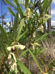 Asimina angustifolia