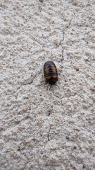 Glomeris pulchra