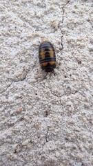 Glomeris pulchra