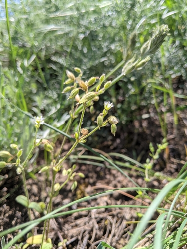 Cerastium odessanum
