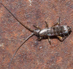 Pogonognathellus elongatus