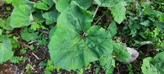 Petasites albus