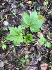 Ribes hudsonianum