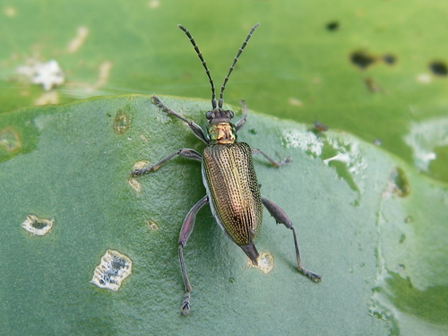 Dubious Aquatic Leaf Beetle