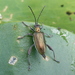 Long-horned Leaf Beetle - Photo (c) Gregory C Jensen, some rights reserved (CC BY-NC-ND), uploaded by Gregory C Jensen