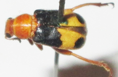 Megalopodidae