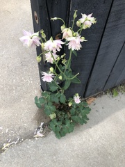 Aquilegia vulgaris