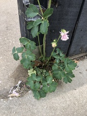Aquilegia vulgaris