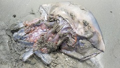 Rhizostomatoidea