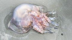 Rhizostomatoidea