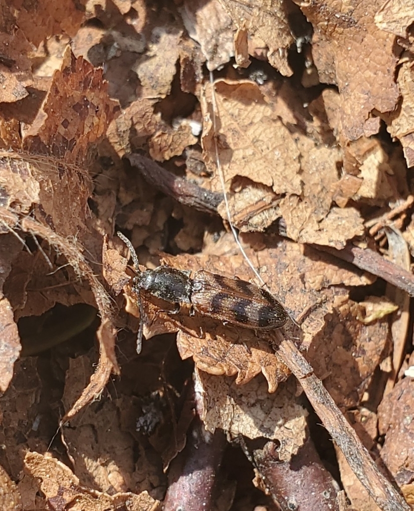 Three-spotted Click Beetle