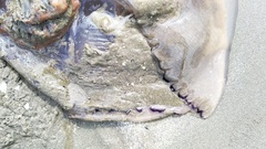 Rhizostomatoidea