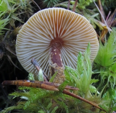 Cystoderma jasonis