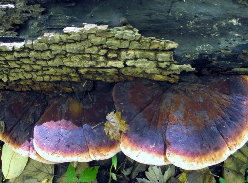 Resinous Polypore