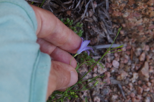 Image of Poolea reverchonii by (c) Eric Knight, some rights reserved (CC BY)
