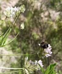 Bombus terrestris canariensis