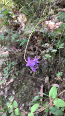 Dichelostemma congestum