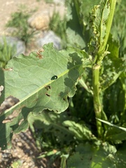 Gastrophysa cyanea