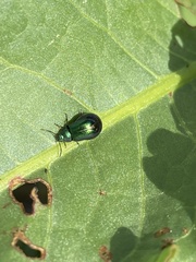 Gastrophysa cyanea