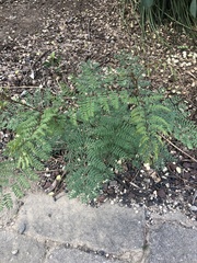 Erythrostemon gilliesii