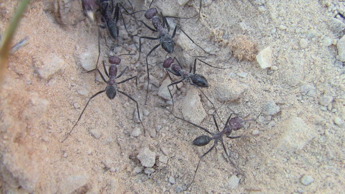 Cataglyphis oasiumCataglyphis oasium