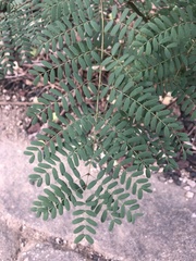 Erythrostemon gilliesii