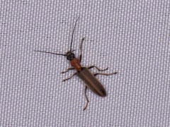 Oxycopis mimetica