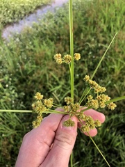 Cyperus pseudovegetus