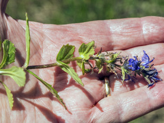 Ajuga × hybrida