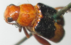 Megalopodidae