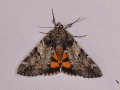 Catocala micronympha