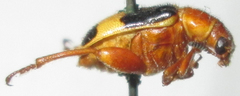 Megalopodidae
