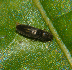 Limonius quercinus