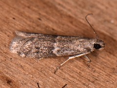 Eurythmia angulella