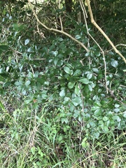 Crataegus berberifolia