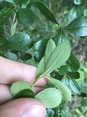 Crataegus berberifolia