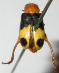 Megalopodidae