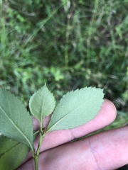 Crataegus berberifolia