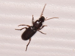 Stenomorphus californicus rufipes