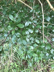Crataegus berberifolia