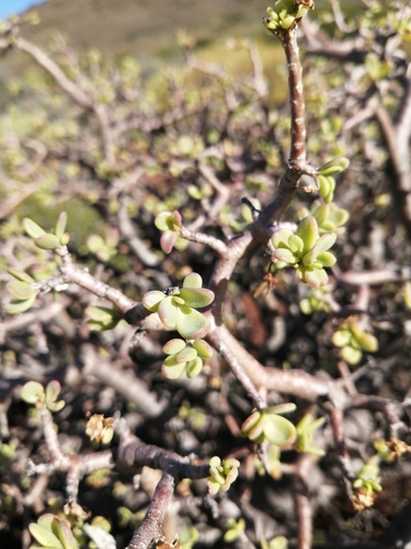 Image of Traap Babooncabbage (Othonna arbuscula) by (c) Danie Palm, some rights reserved (CC BY)