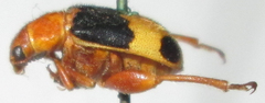 Megalopodidae