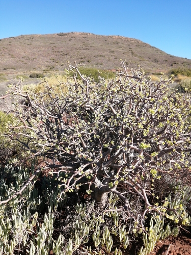 Image of Traap Babooncabbage by (c) Danie Palm, some rights reserved (CC BY)