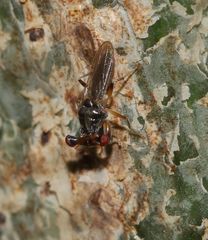 Sphyracephala beccarii