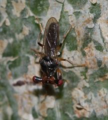 Sphyracephala beccarii