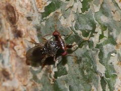 Sphyracephala beccarii